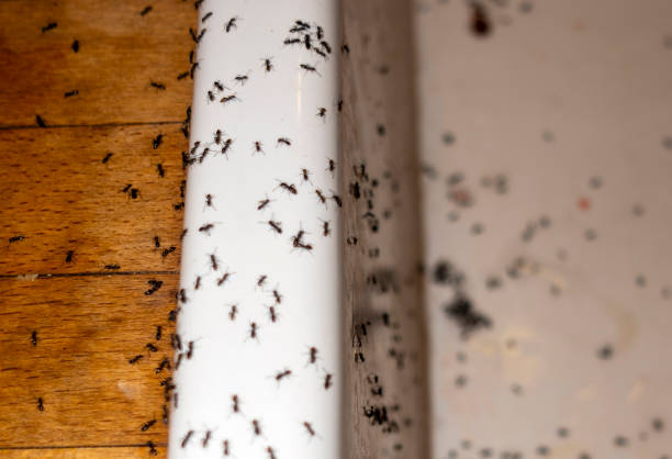 Reliable Beatrice, NE Pest Control Solutions